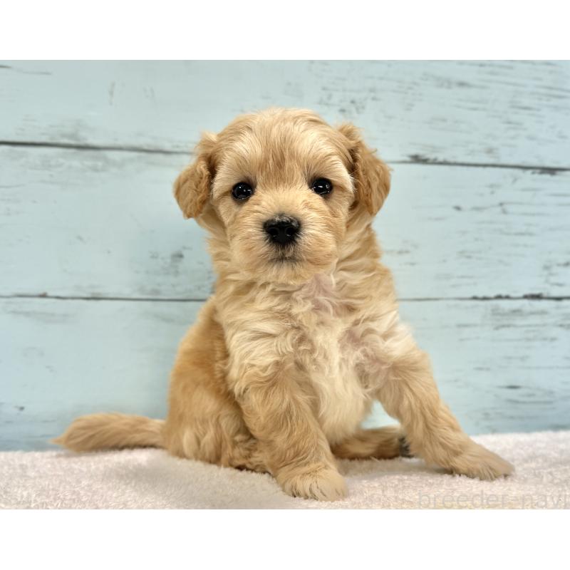 販売中の千葉県のマルプー:マルチーズ×トイプードル-432333の73枚目