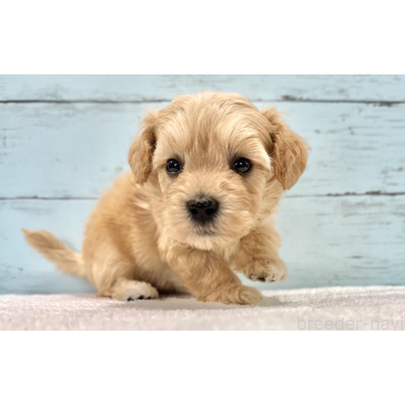 販売中の千葉県のマルプー:マルチーズ×トイプードル-432333の72枚目