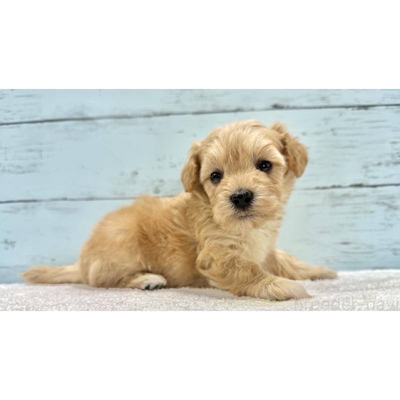 販売中の千葉県のマルプー:マルチーズ×トイプードル-432333の71枚目