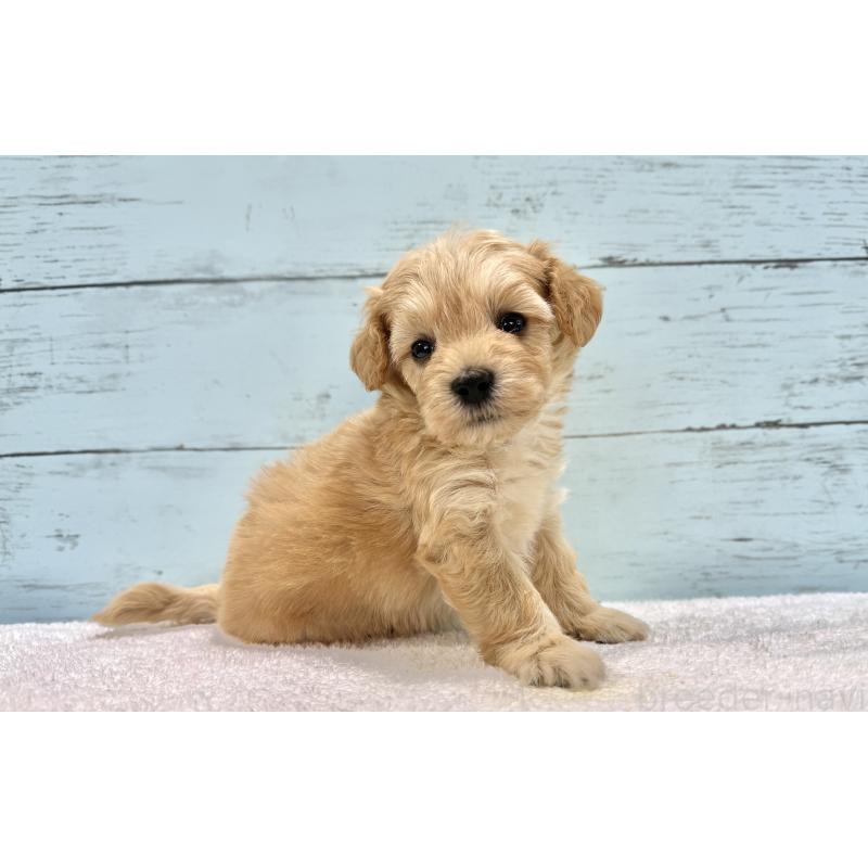 販売中の千葉県のマルプー:マルチーズ×トイプードル-432333の69枚目