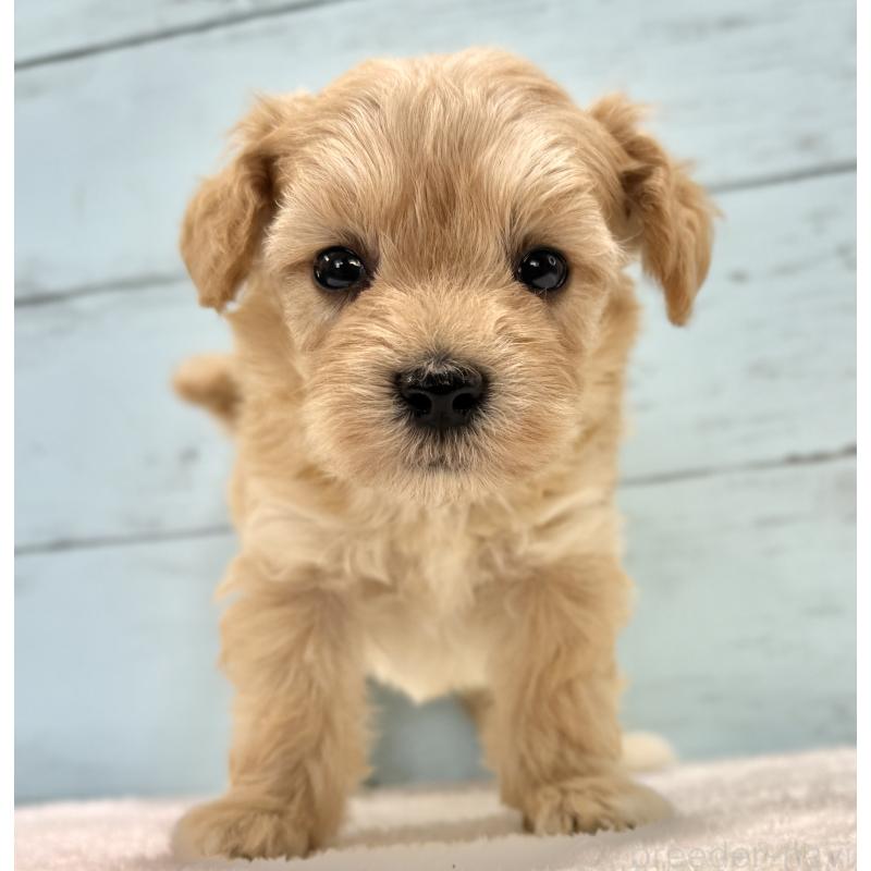 販売中の千葉県のマルプー:マルチーズ×トイプードル-432333の68枚目