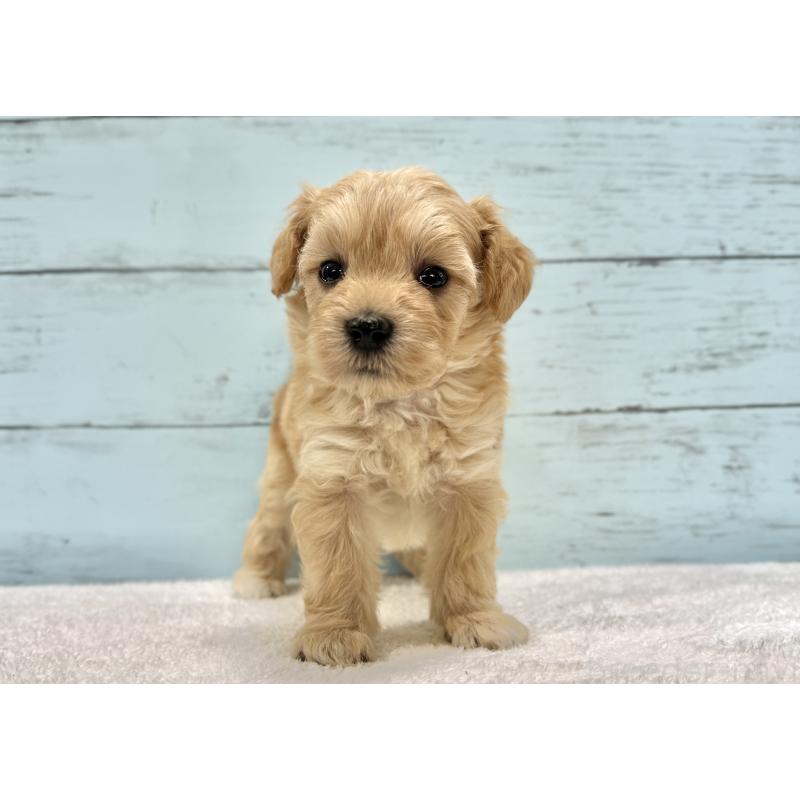 販売中の千葉県のマルプー:マルチーズ×トイプードル-432333の67枚目