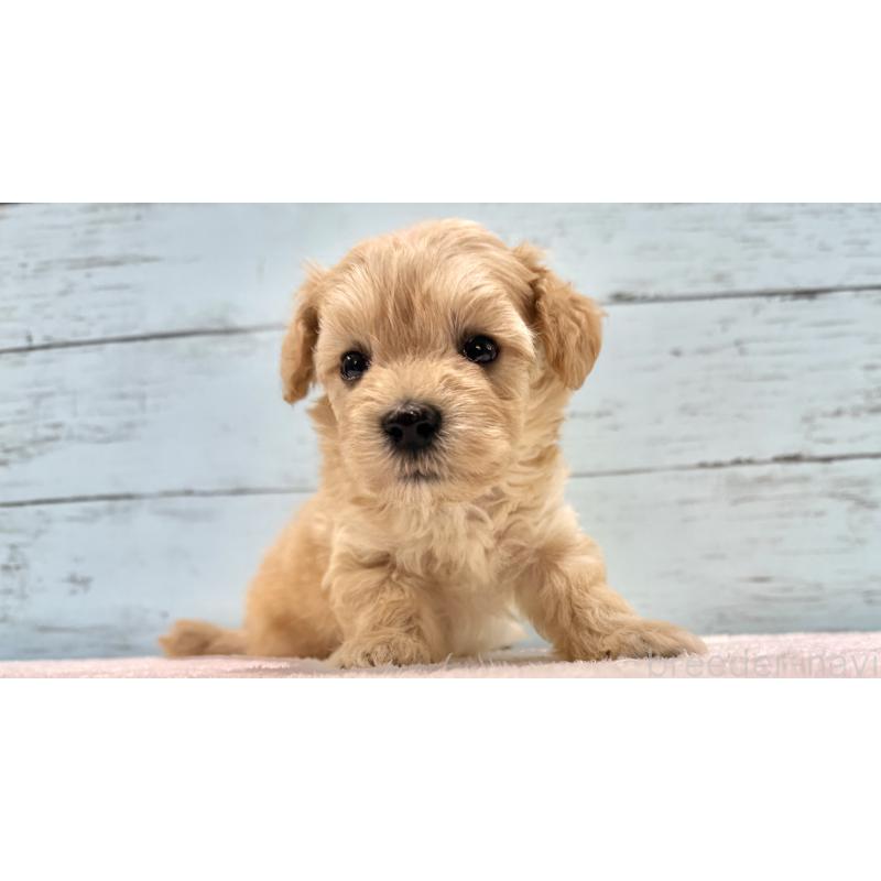 販売中の千葉県のマルプー:マルチーズ×トイプードル-432333の66枚目