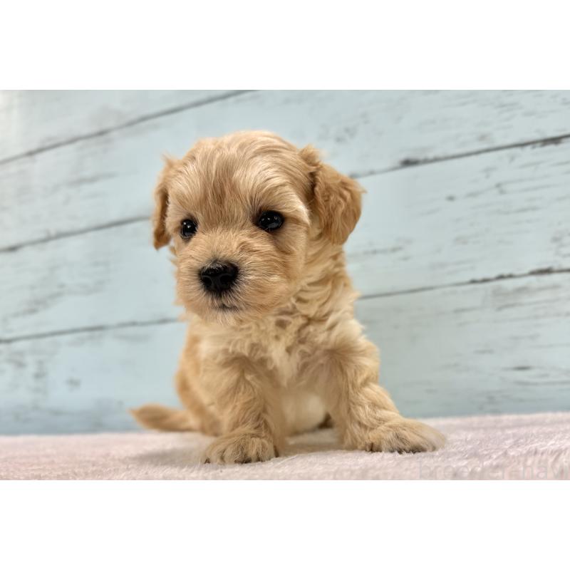 販売中の千葉県のマルプー:マルチーズ×トイプードル-432333の65枚目