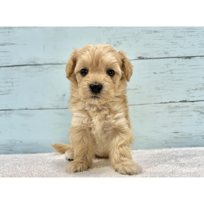 販売中の千葉県のマルプー:マルチーズ×トイプードル-432333の64枚目