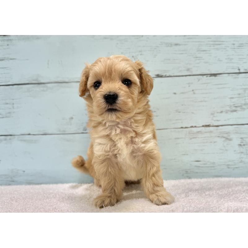 販売中の千葉県のマルプー:マルチーズ×トイプードル-432333の63枚目