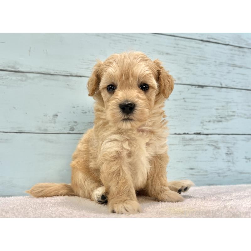 販売中の千葉県のマルプー:マルチーズ×トイプードル-432333の62枚目