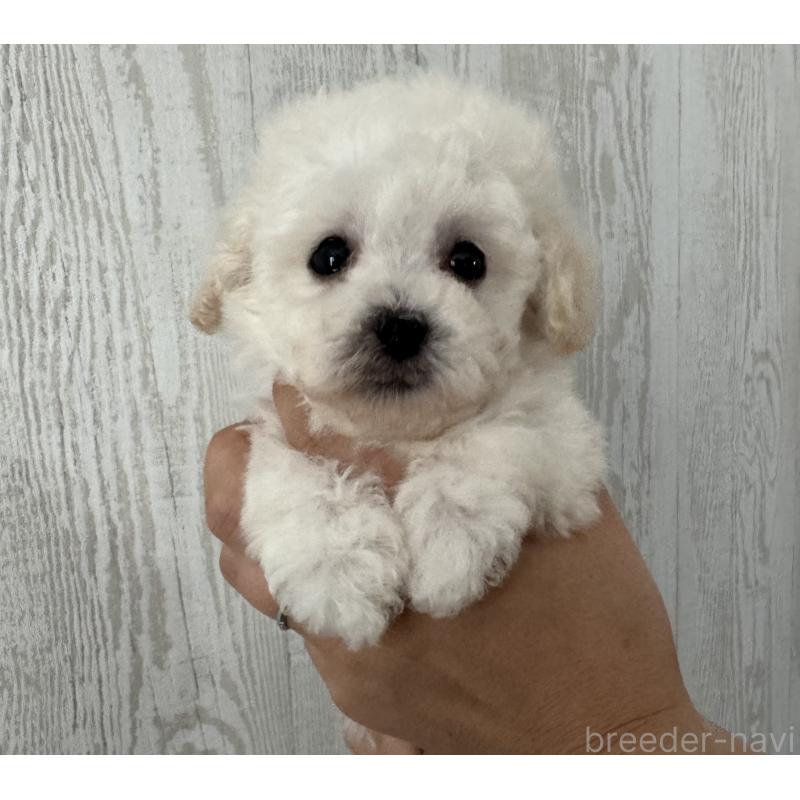 販売中の三重県のティーカッププードル-433283の5枚目