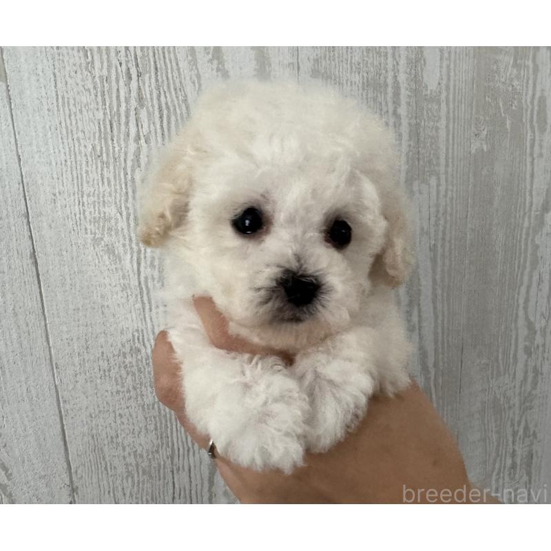 販売中の三重県のティーカッププードル-433283の4枚目