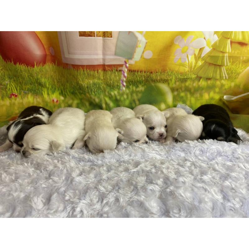 販売中の神奈川県のチワワ(ロングコート)-433286の6枚目