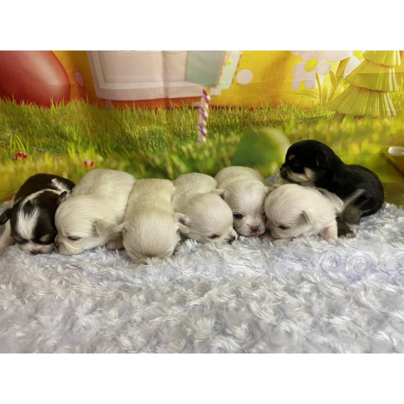 販売中の神奈川県のチワワ(ロングコート)-433286の5枚目