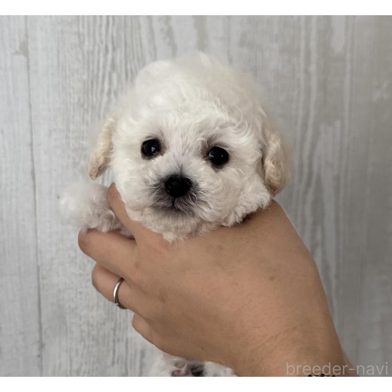 販売中の三重県のティーカッププードル-433284の1枚目