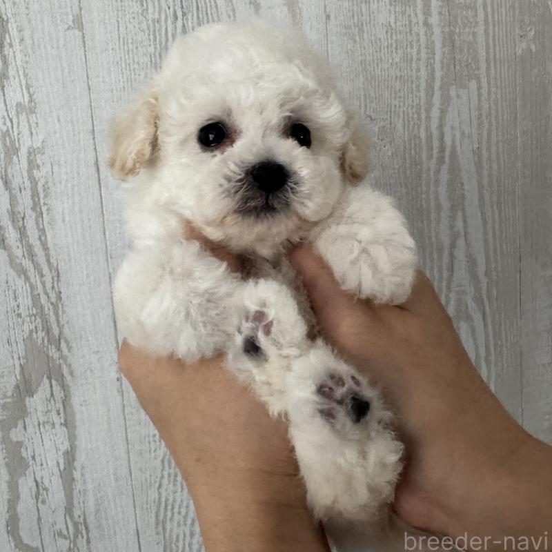 販売中の三重県のティーカッププードル-433284の5枚目