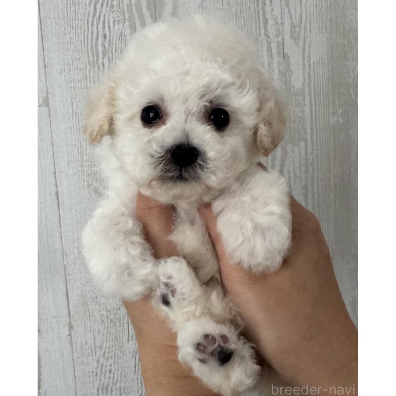 販売中の三重県のティーカッププードル-433284の4枚目