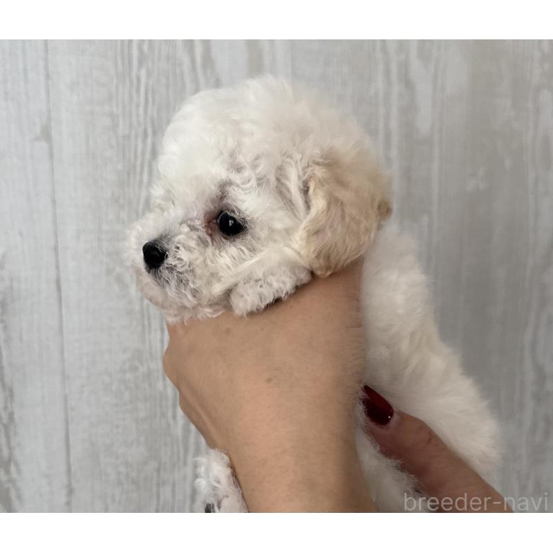 販売中の三重県のティーカッププードル-433284の3枚目