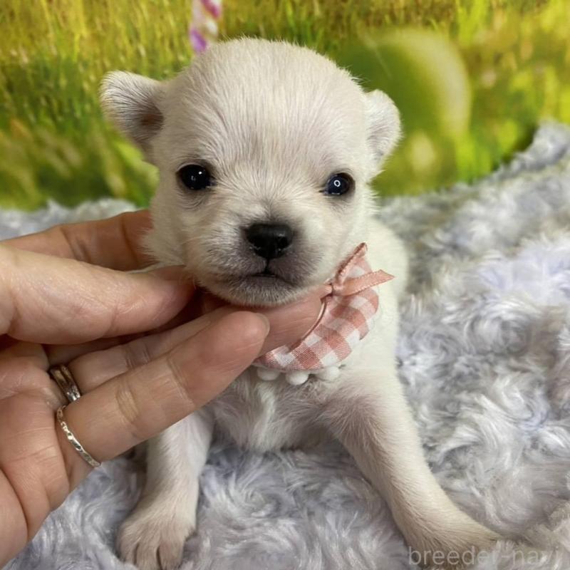 販売中の神奈川県のチワワ(ロングコート)-433286の4枚目