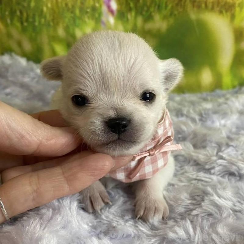 販売中の神奈川県のチワワ(ロングコート)-433286の3枚目