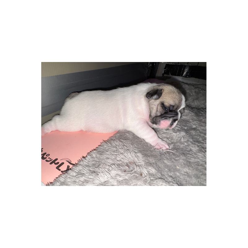 販売中の長崎県のフレンチブルドッグ-433285の7枚目