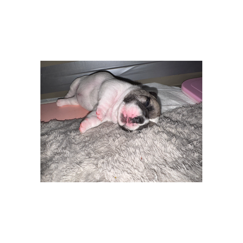 販売中の長崎県のフレンチブルドッグ-433285の5枚目