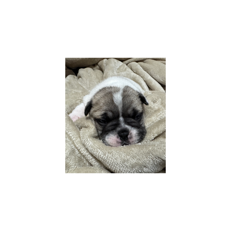 販売中の長崎県のフレンチブルドッグ-433285の6枚目