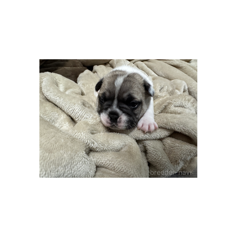 販売中の長崎県のフレンチブルドッグ-433285の4枚目