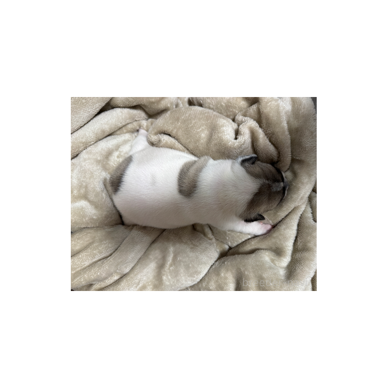 販売中の長崎県のフレンチブルドッグ-433285の2枚目