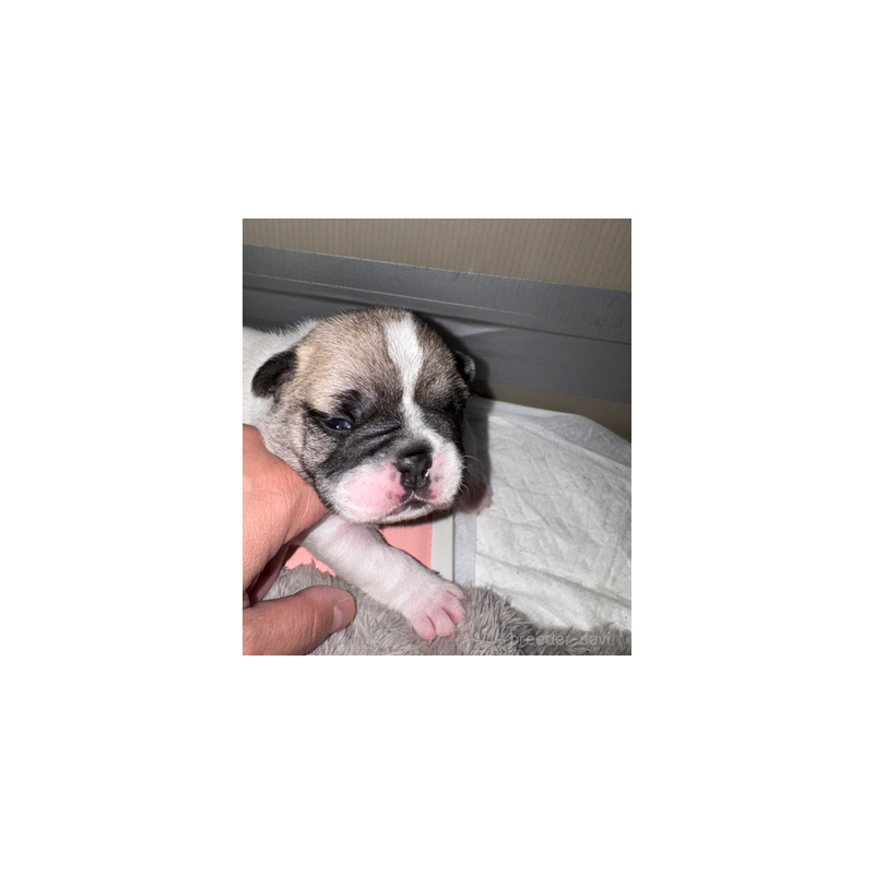 販売中の長崎県のフレンチブルドッグ-433285の3枚目