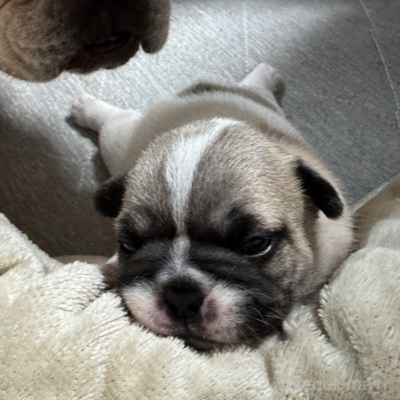 販売中の長崎県のフレンチブルドッグ-433285の1枚目