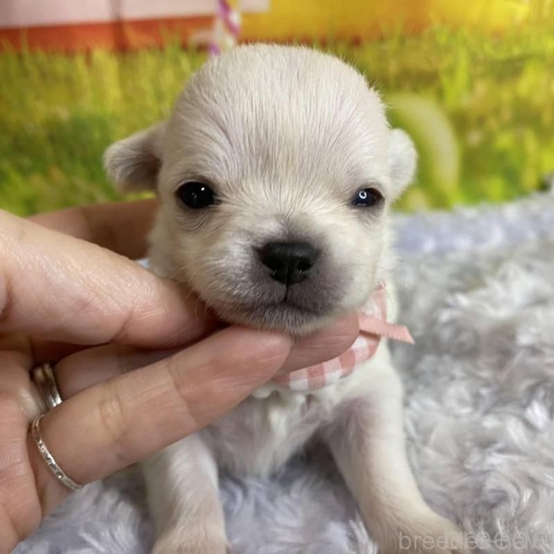 販売中の神奈川県のチワワ(ロングコート)-433286の2枚目