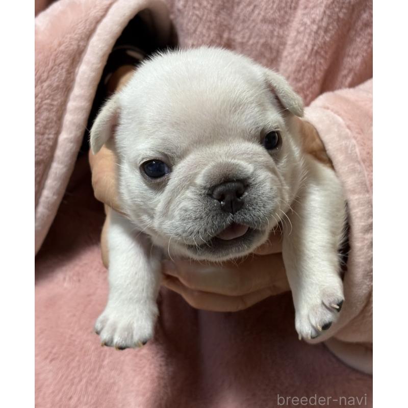 販売中の静岡県のフレンチブルドッグ-433287の4枚目