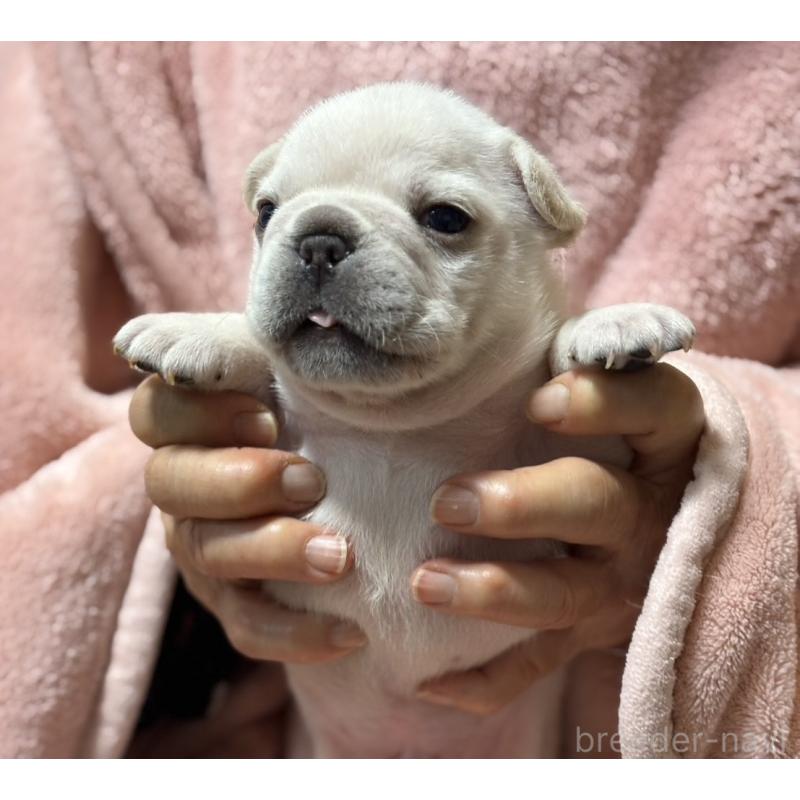 販売中の静岡県のフレンチブルドッグ-433287の3枚目