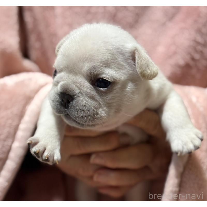 販売中の静岡県のフレンチブルドッグ-433287の2枚目