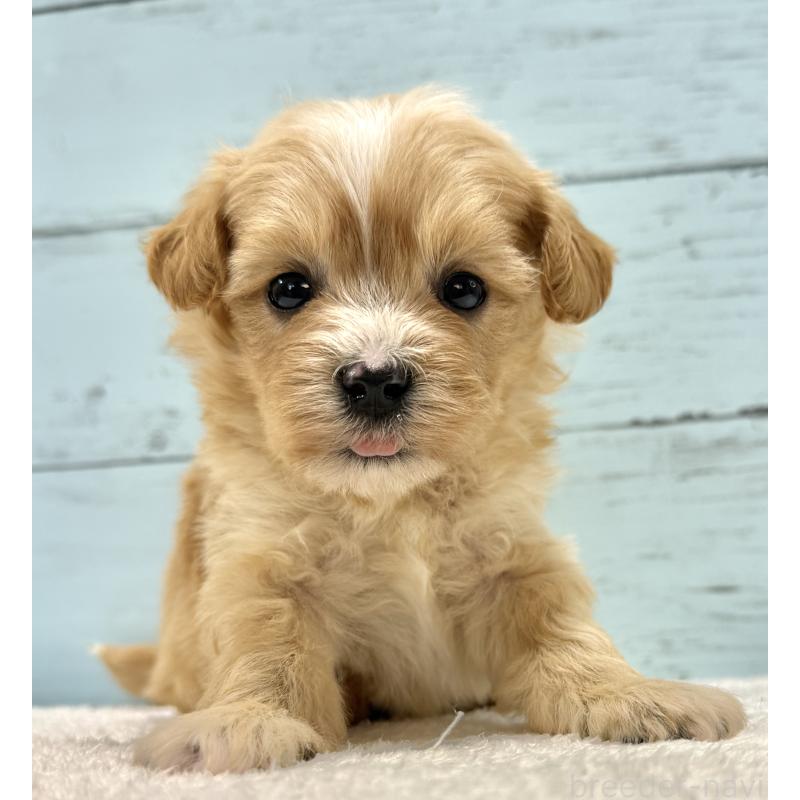 成約済の千葉県のマルプー:マルチーズ×トイプードル-432336の15枚目