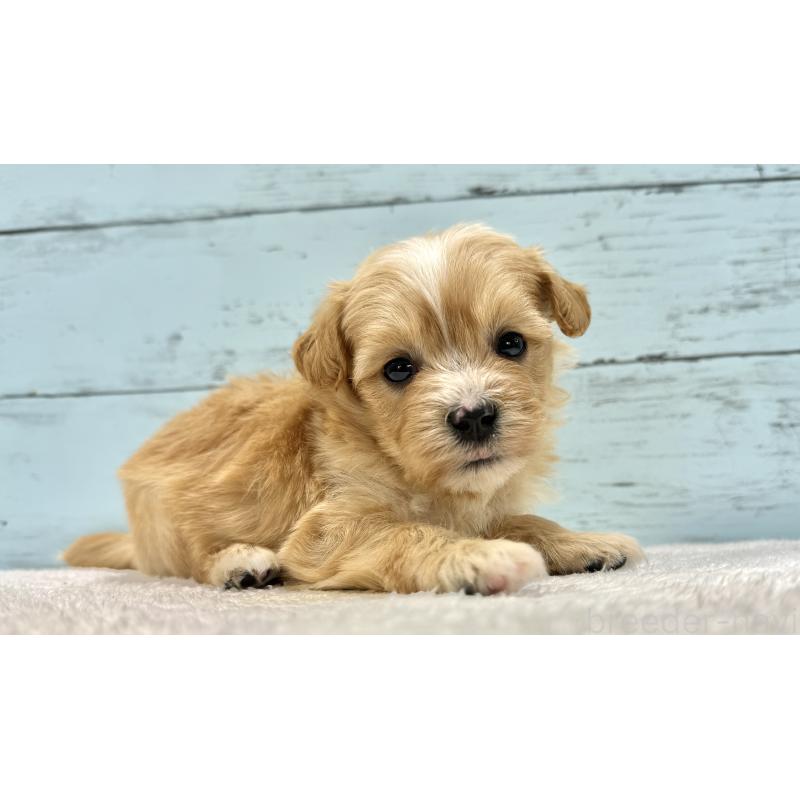 成約済の千葉県のマルプー:マルチーズ×トイプードル-432336の13枚目