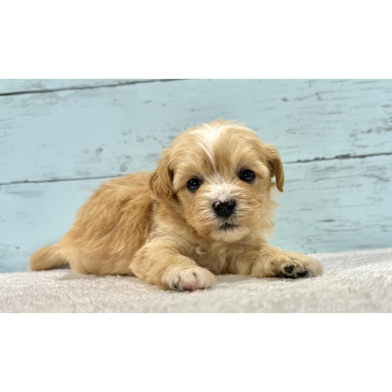 成約済の千葉県のマルプー:マルチーズ×トイプードル-432336の12枚目