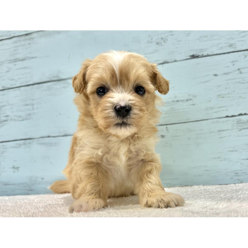 成約済の千葉県のマルプー:マルチーズ×トイプードル-432336の11枚目