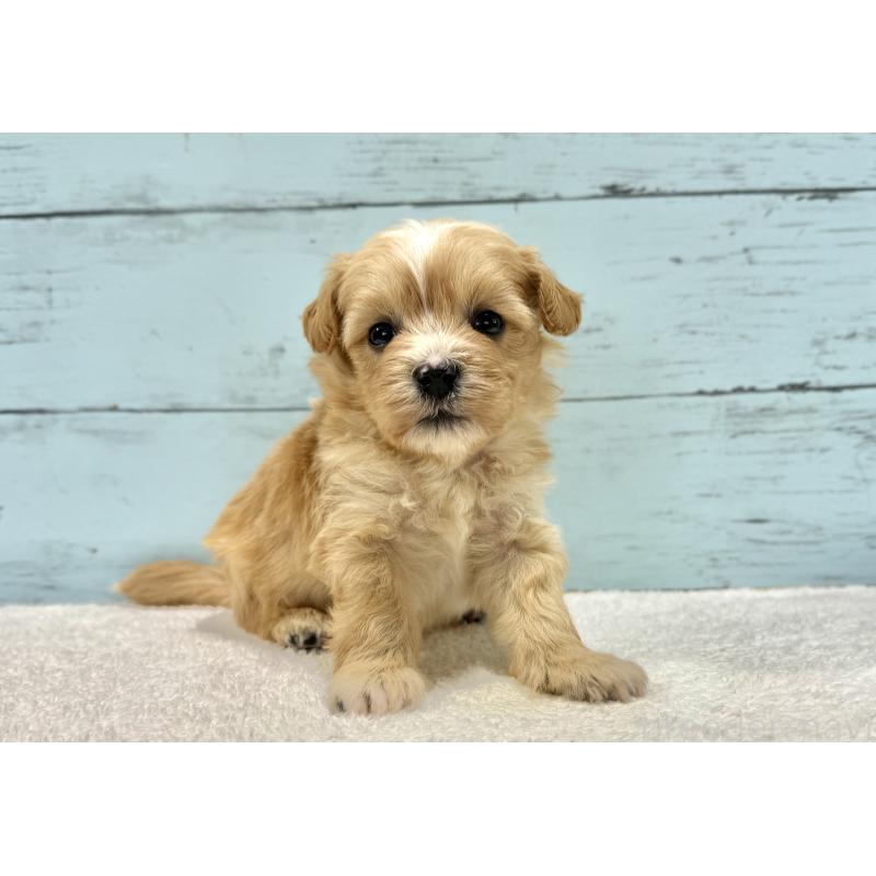 成約済の千葉県のマルプー:マルチーズ×トイプードル-432336の10枚目