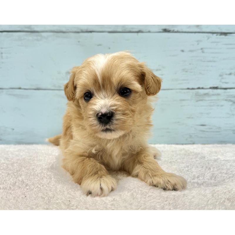 成約済の千葉県のマルプー:マルチーズ×トイプードル-432336の9枚目