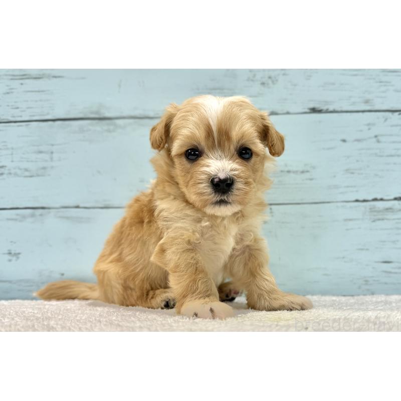 成約済の千葉県のマルプー:マルチーズ×トイプードル-432336の8枚目