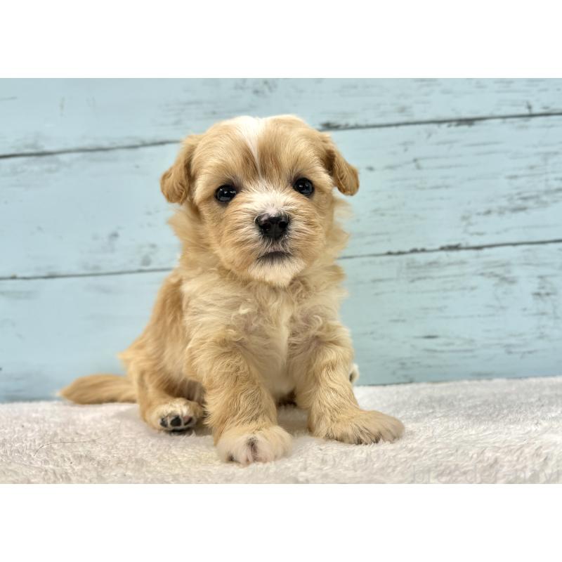 成約済の千葉県のマルプー:マルチーズ×トイプードル-432336の7枚目