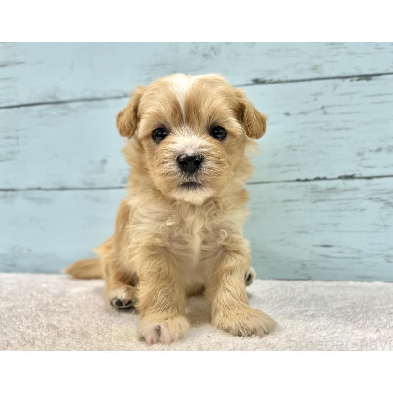 成約済の千葉県のマルプー:マルチーズ×トイプードル-432336の6枚目