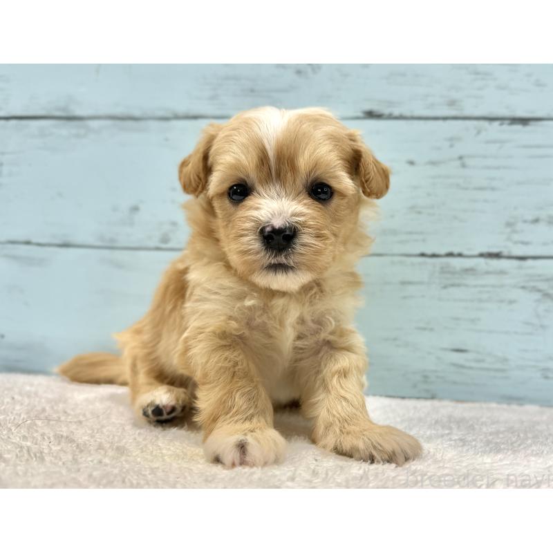 成約済の千葉県のマルプー:マルチーズ×トイプードル-432336の5枚目