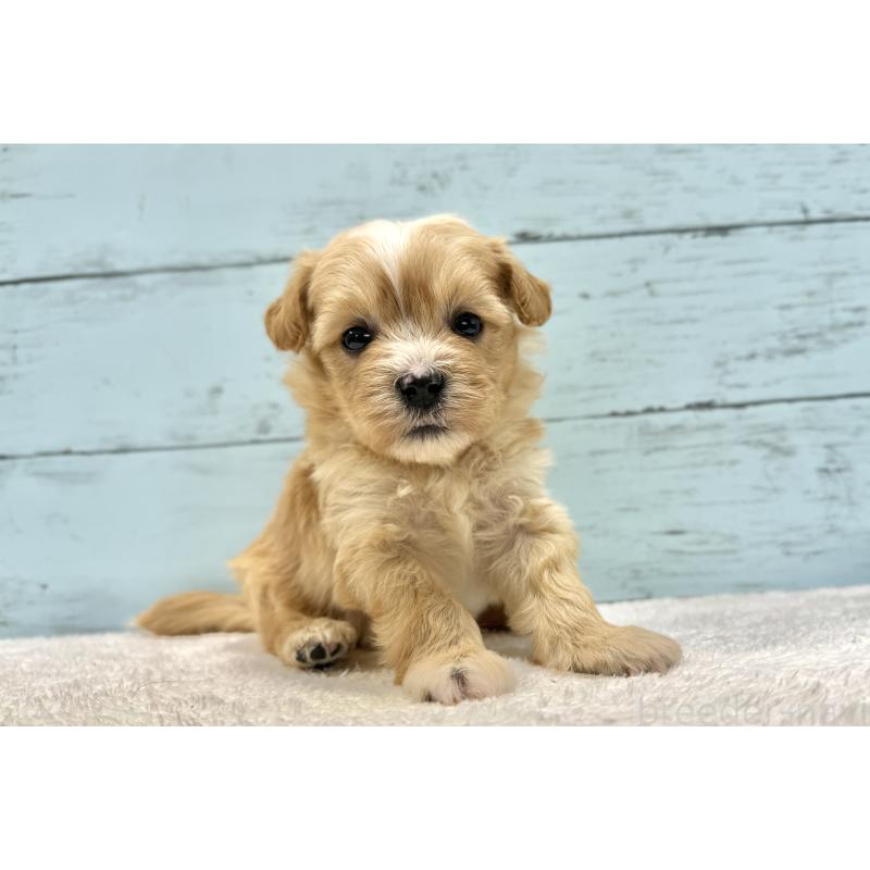 成約済の千葉県のマルプー:マルチーズ×トイプードル-432336の4枚目