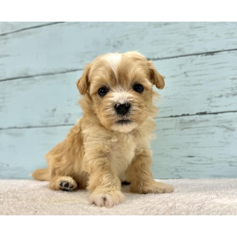 成約済の千葉県のマルプー:マルチーズ×トイプードル-432336の3枚目