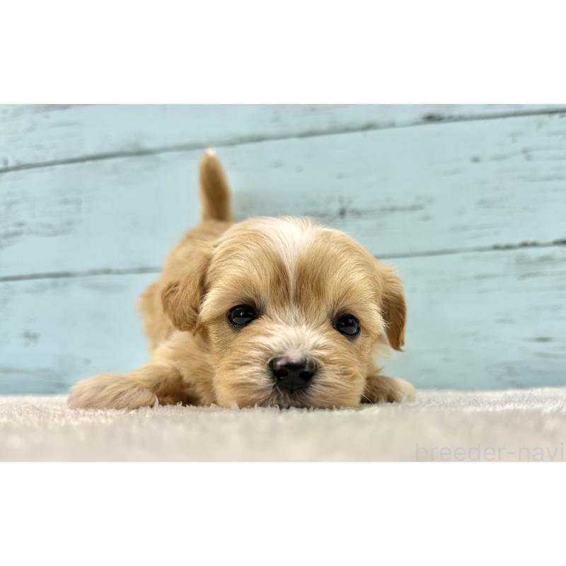 成約済の千葉県のマルプー:マルチーズ×トイプードル-432336の2枚目