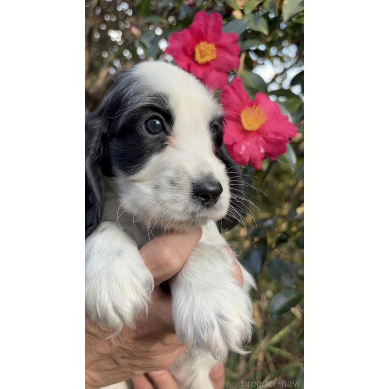 成約済の佐賀県のイングリッシュコッカースパニエル-427604の2枚目