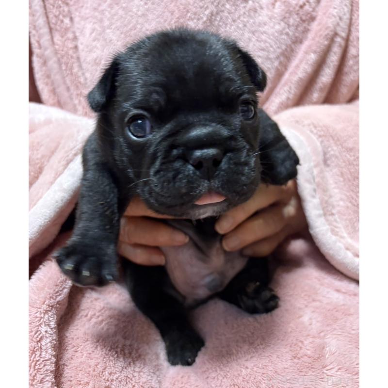 販売中の静岡県のフレンチブルドッグ-433289の5枚目