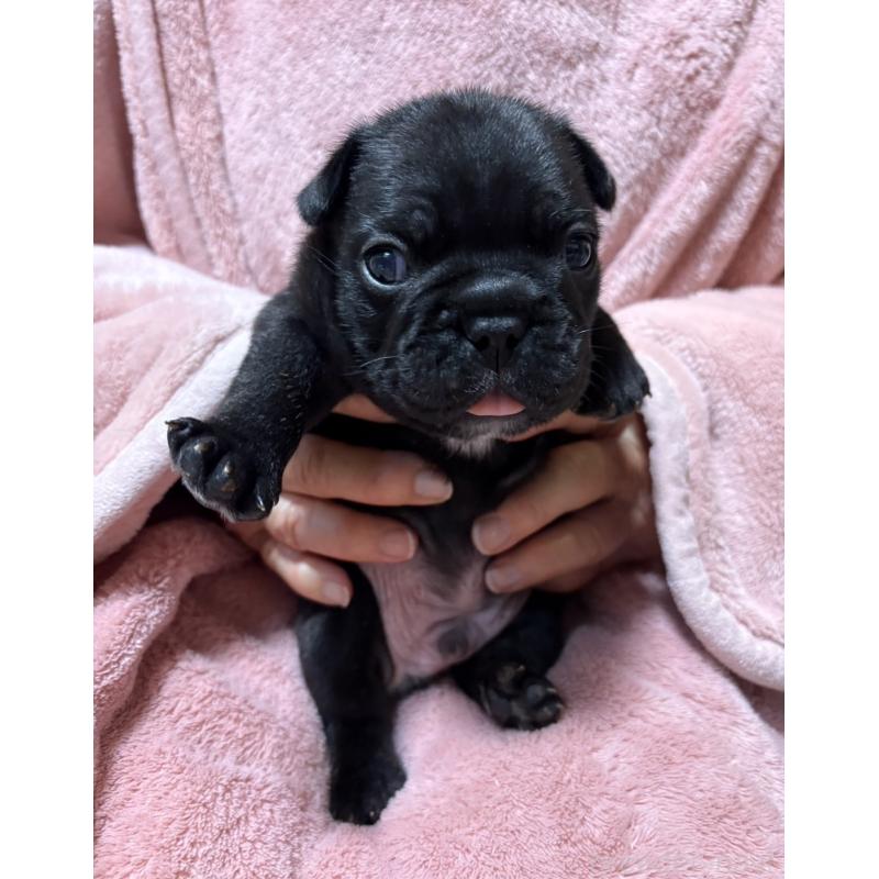 販売中の静岡県のフレンチブルドッグ-433289の4枚目