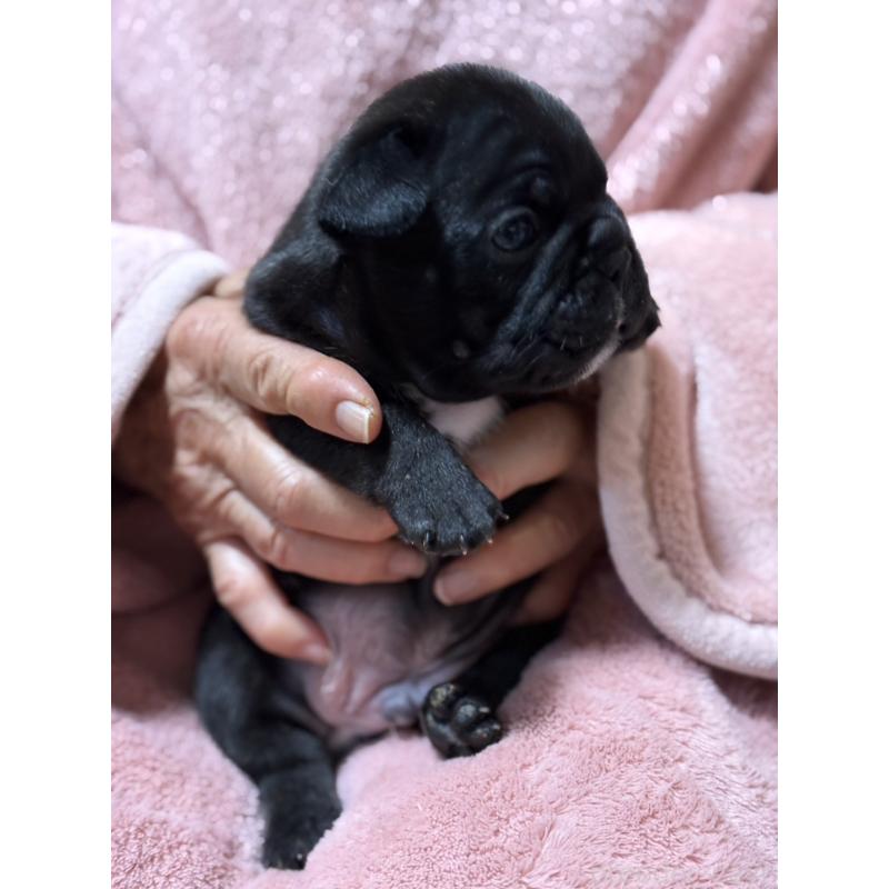 販売中の静岡県のフレンチブルドッグ-433289の3枚目