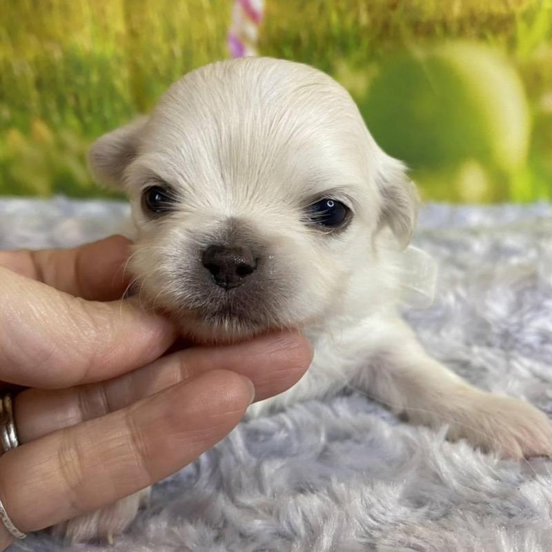 販売中の神奈川県のチワワ(ロングコート)-433288の2枚目